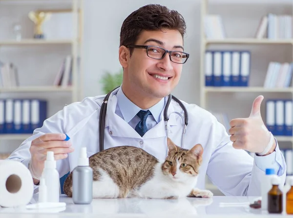 Kedi muayenesi için veteriner.