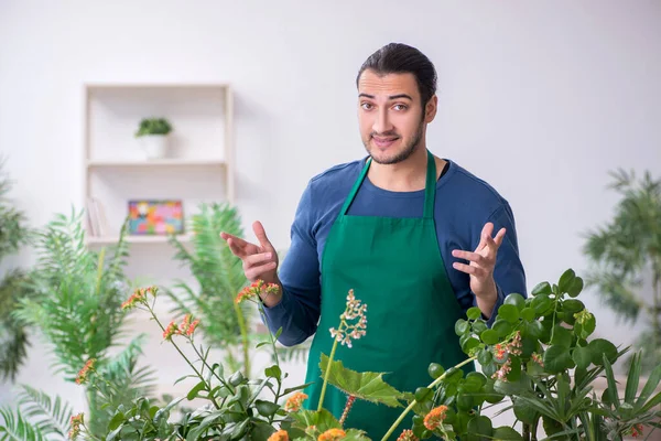 Evin içinde bitkileri olan genç bir erkek bahçıvan.