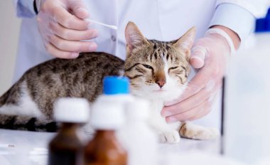 Kontrol için veterineri ziyaret eden kedi.