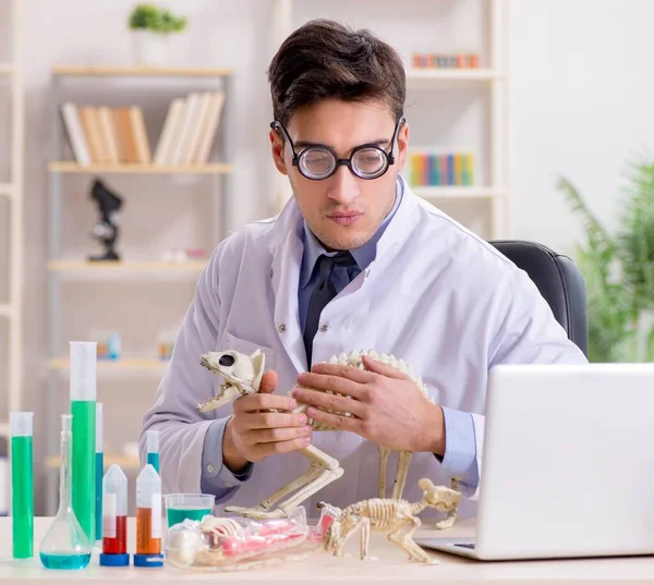 Funny scientist with cat skeleton in lab clinic