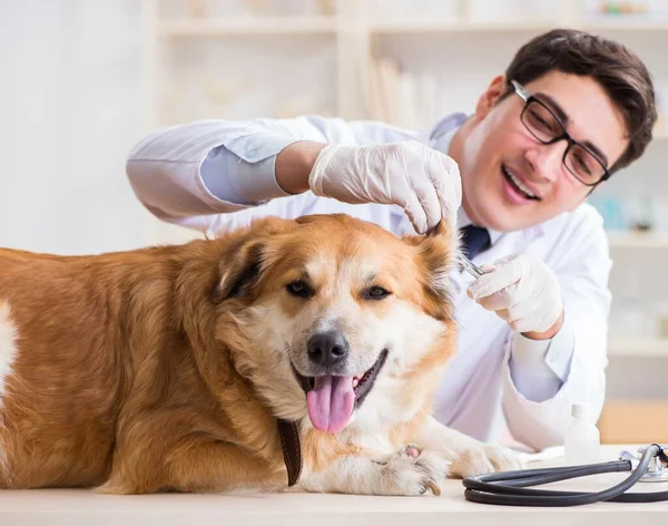 Dokter onderzoekt golden retriever hond in dierenarts kliniek — Stockfoto
