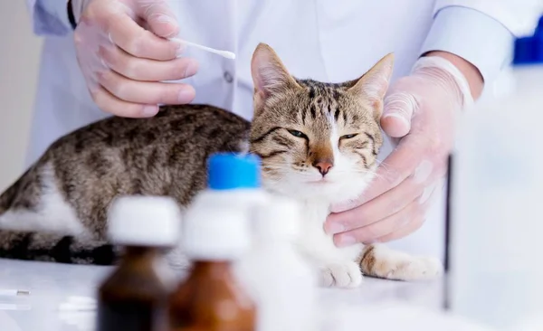 El gato visitando veterinario para un chequeo regular — Foto de Stock