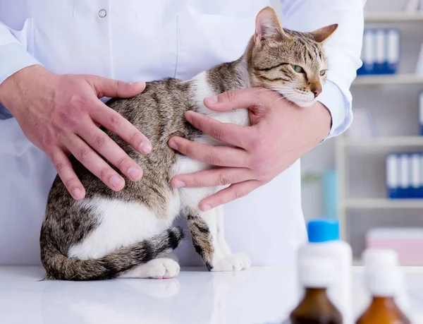 Katt besöker veterinär för regelbunden kontroll — Stockfoto