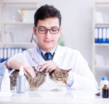 Kedi muayenesi için veteriner.