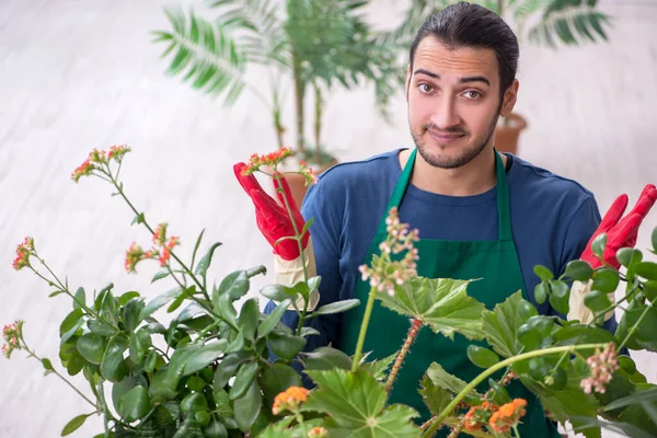 Evin içinde bitkileri olan genç bir erkek bahçıvan.