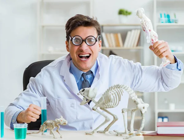 Cientista engraçado com esqueleto de gato na clínica de laboratório — Fotografia de Stock