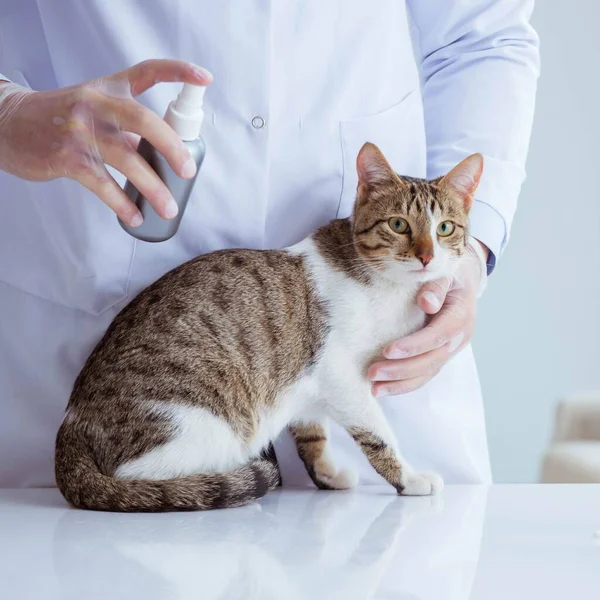 Cat visitando veterinário para check-up regular — Fotografia de Stock