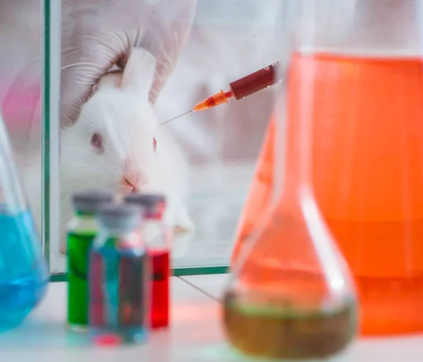 White rabbit in scientific lab experiment