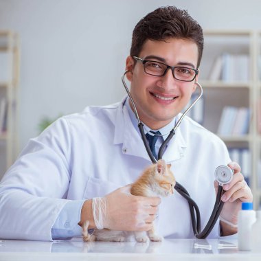 Kedi muayenesi için veteriner.