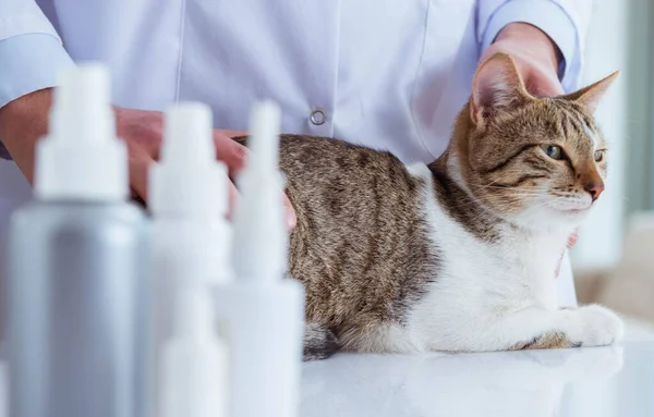 Cat visitando veterinário para check-up regular — Fotografia de Stock