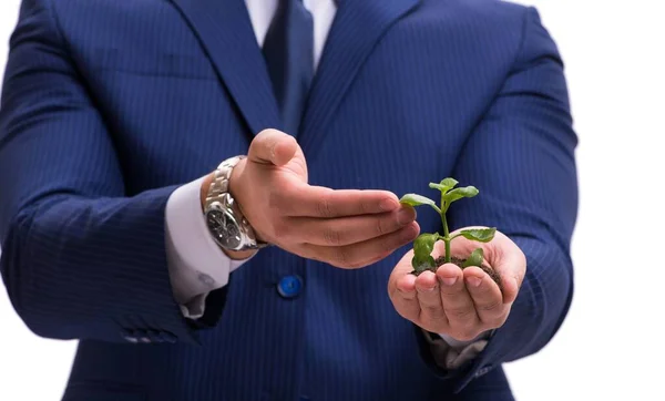 Бизнесмен держит зеленую капусту изолированной на белом — стоковое фото