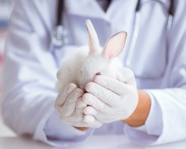 ペット病院でウサギを調べる獣医 — ストック写真
