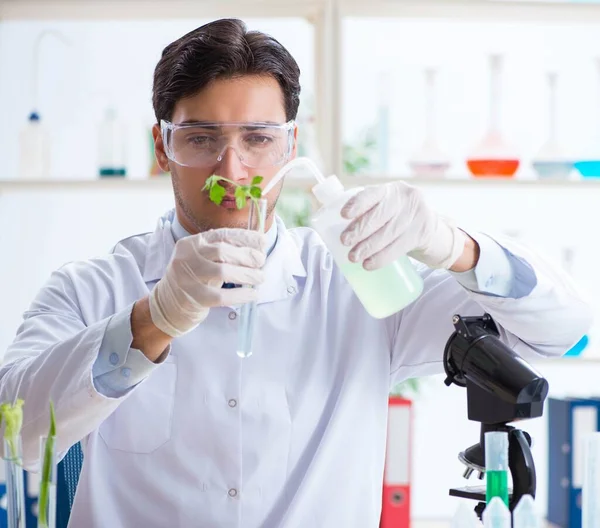 Male biochemist working in the lab on plants — Stock Photo, Image