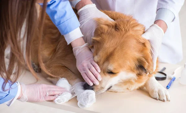 Dokter en assistent controleren gouden retriever hond in de dierenarts cli — Stockfoto