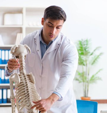 Doktor veteriner köpek iskeleti üzerinde çalışıyor.