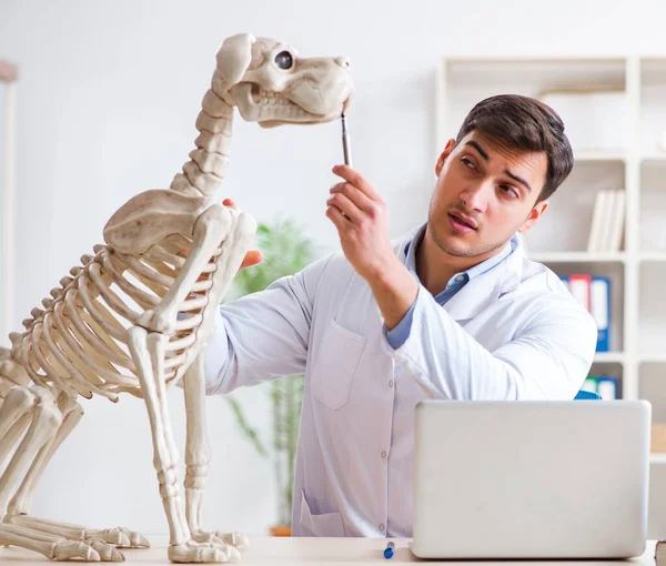 Doctor veterinario practicando en esqueleto de perro — Foto de Stock