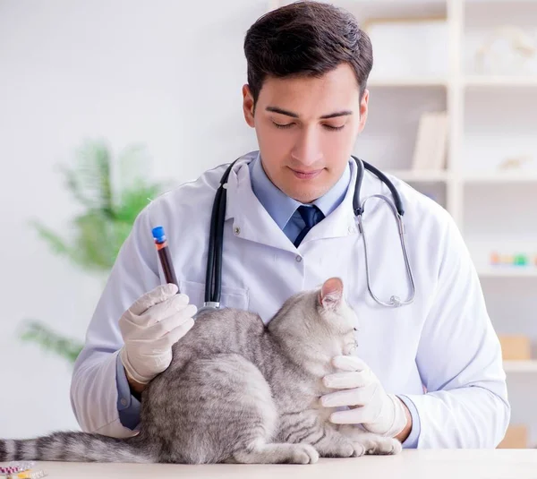 Veterinář vyšetřující nemocnou kočku v nemocnici — Stock fotografie