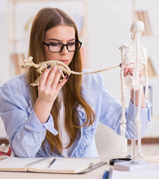 Student zkoumá zvířecí kostru ve třídě — Stock fotografie