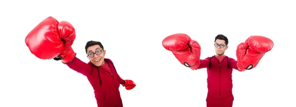 Boxer engraçado isolado em branco — Fotografia de Stock