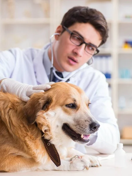 Doctor examining golden retriever dog in vet clinic — Stock Photo, Image