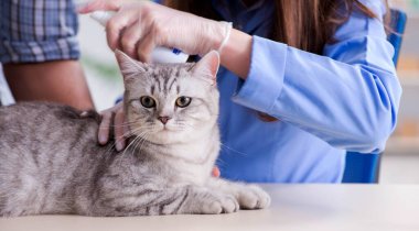 Veteriner kliniğinde kedi muayene ediyor.