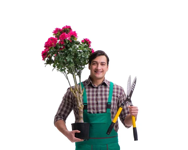 Hombre joven jardinero aislado en blanco — Foto de Stock