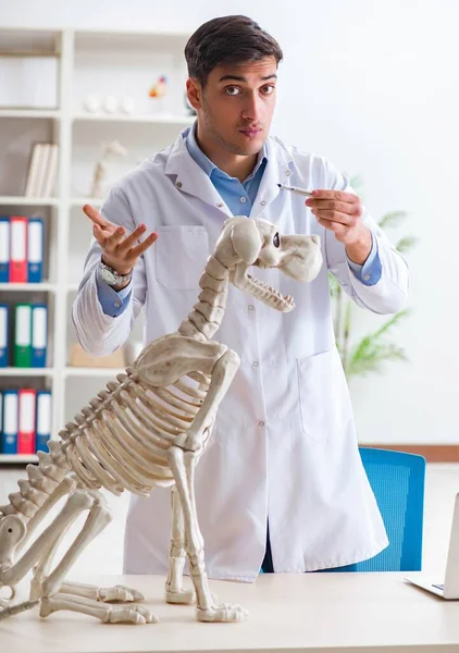 Doktor veterinář cvičí na psí kostře — Stock fotografie