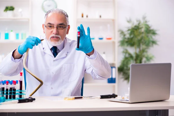 Ahli kimia tua memegang ular di laboratorium sains. — Stok Foto
