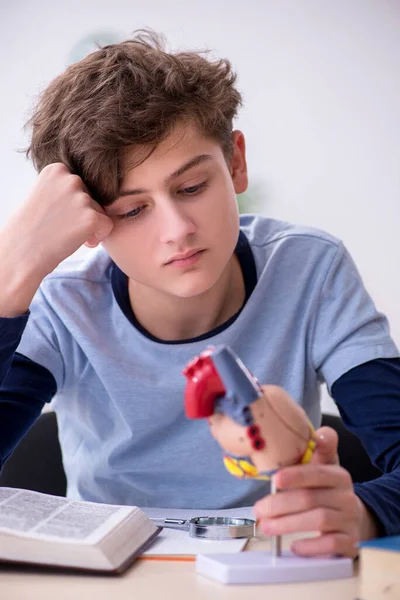 Écolier étudiant modèle cardiaque à la maison — Photo