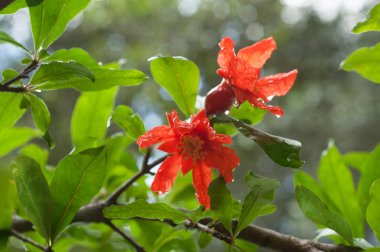 Nar çiçek meyve bahçesinde görünümünü kapat