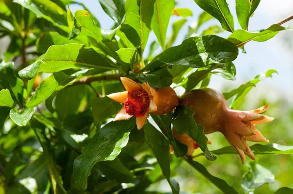 Close View Pomegranate Leaves Flowers Tree — Stock Photo, Image