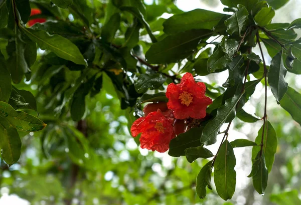 Blick Auf Granatapfelblüten Obstgarten — Stockfoto