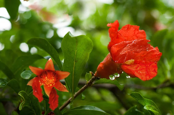 Blick Auf Granatapfelblüten Obstgarten — Stockfoto