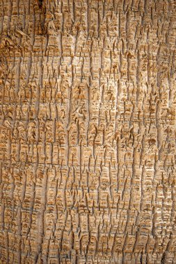 Dokulu kahverengi palm gövde