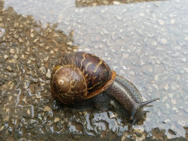 雨后人行道上的蜗牛 — 图库照片