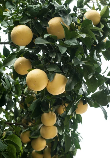 孤立的分枝与成熟的柚子果子 — 图库照片