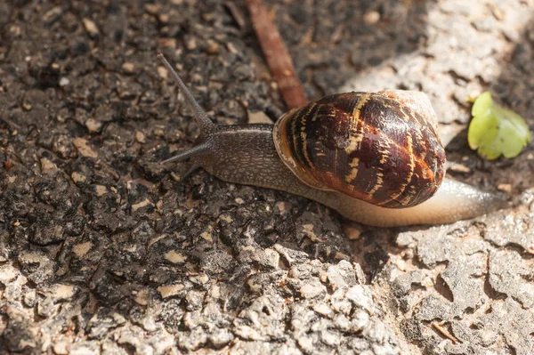 Escargot Sur Passerelle Après Pluie — Photo