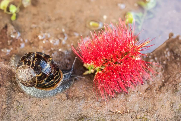 Escargot Avec Fleur Rouge — Photo