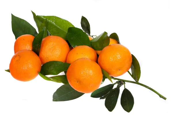 Gren Med Tangerine Frukter Vit Bakgrund — Stockfoto