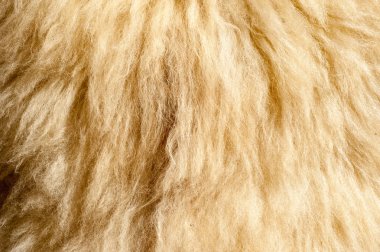 Doğal koyun derisi doku. Yün arka plan.