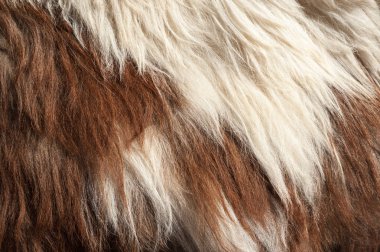 Doğal koyun derisi doku. Yün arka plan.