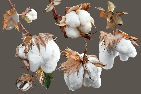 Isolate Ripe Cotton Bolls Branch — Stock Photo, Image