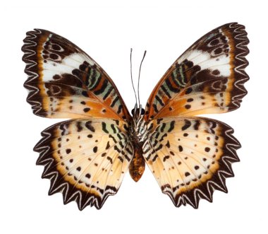  Açık kanatlı Kırmızı Lacewing Kelebek