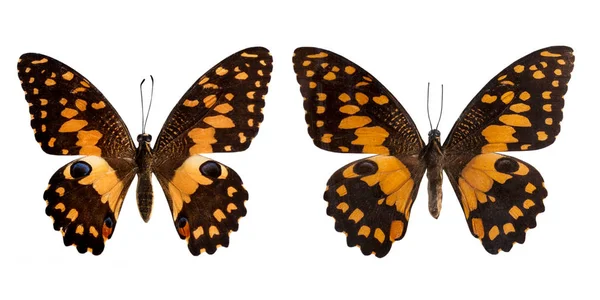Lime Motýli Otevřenými Křídly Bílém Pozadí — Stock fotografie