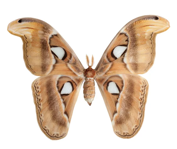 Atlasové Moty Butterfly Otevřenými Křídly Bílém Pozadí — Stock fotografie