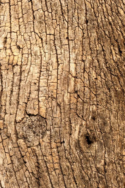 老木树纹理图案背景 — 图库照片