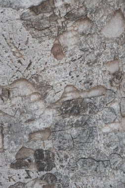  Eski ağaç kabuğu dokusu