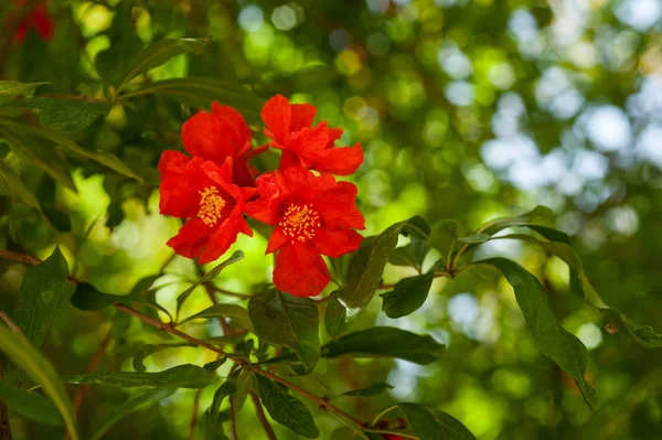 Granatapfelblüten Mit Knospen Einem Zweig — Stockfoto