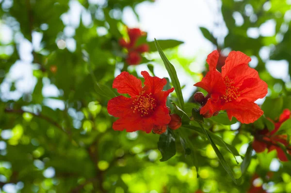 Granatapfelblüten Mit Knospen Einem Zweig — Stockfoto