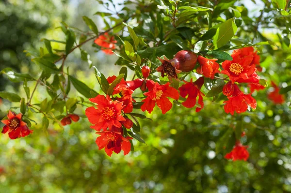 Granatapfelblüten Mit Knospen Einem Zweig — Stockfoto